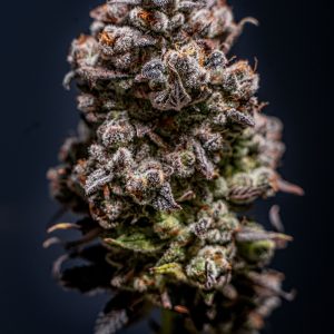 Flor seca de CBD